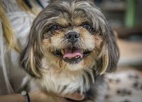 Angel Animal Hospital & Boarding photo 10