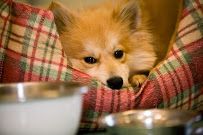 Angel Animal Hospital & Boarding photo 20