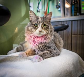 Angel Animal Hospital & Boarding photo 25