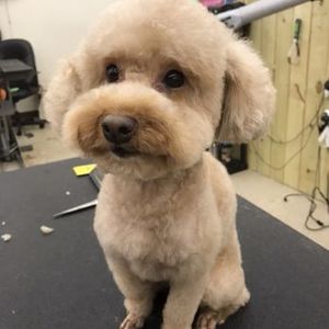 Love Pets Grooming & More photo 4