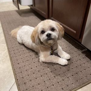 Love Pets Grooming & More photo 7