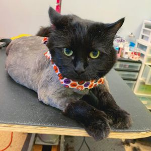 Love Pets Grooming & More photo 8