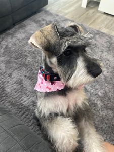 Love Pets Grooming & More photo 12