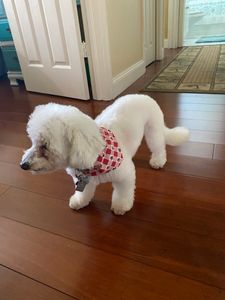 Love Pets Grooming & More photo 14