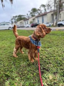 Love Pets Grooming & More photo 16