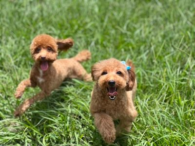 Love Pets Grooming & More photo 17