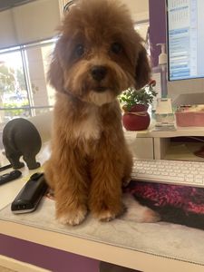 Love Pets Grooming & More photo 19