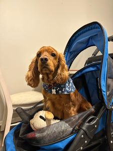 Love Pets Grooming & More photo 21