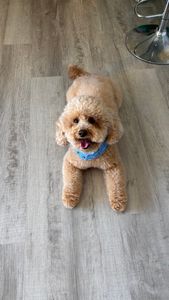 Love Pets Grooming & More photo 22