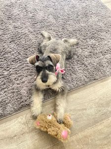 Love Pets Grooming & More photo 23