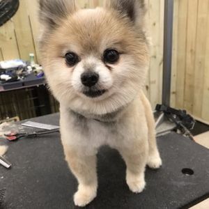 Love Pets Grooming & More photo 24