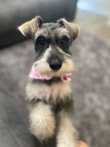 Love Pets Grooming & More photo 26