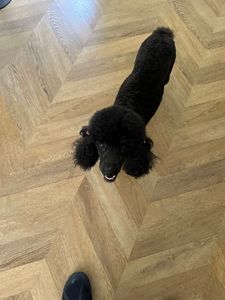 Love Pets Grooming & More photo 27