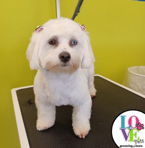 Love Pets Grooming & More photo 29