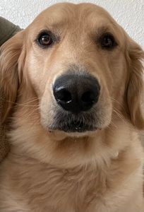 Love Pets Grooming & More photo 30