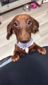 Love Pets Grooming & More photo 33