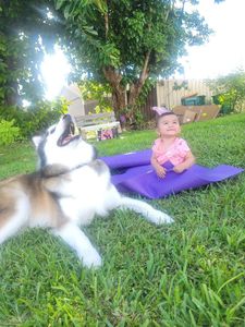 Love Pets Grooming & More photo 34