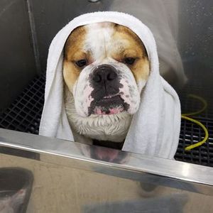 Love Pets Grooming & More photo 35