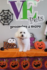 Love Pets Grooming & More photo 36