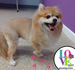 Love Pets Grooming & More photo 37