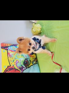 Love Pets Grooming & More photo 39