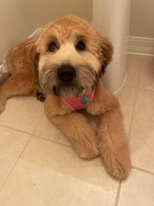 Love Pets Grooming & More photo 40