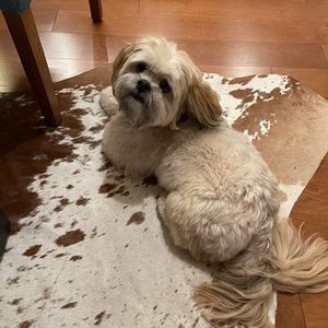 Love Pets Grooming & More photo 41