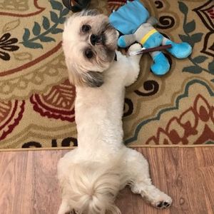 Love Pets Grooming & More photo 42