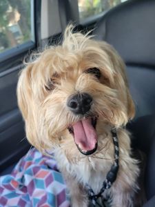 Love Pets Grooming & More photo 43