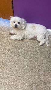 Love Pets Grooming & More photo 44