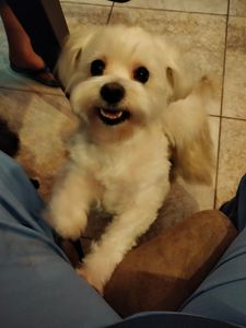 Love Pets Grooming & More photo 45