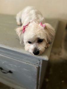 Love Pets Grooming & More photo 46