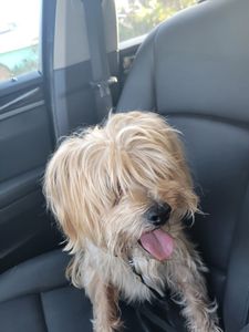 Love Pets Grooming & More photo 47