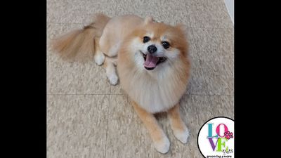 Love Pets Grooming & More