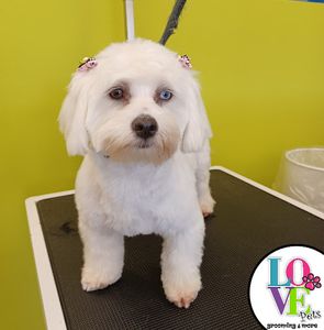 Love Pets Grooming & More photo 6