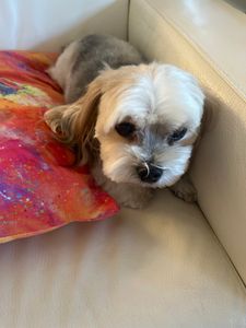 Paradise Pet Salon photo 2