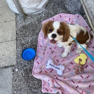 Paradise Pet Salon photo 3