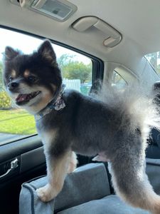 Paradise Pet Salon photo 4