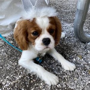 Paradise Pet Salon photo 5