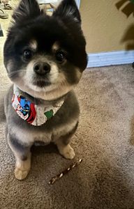 Paradise Pet Salon photo 6