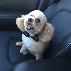 Paradise Pet Salon photo 7