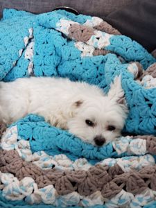 Paradise Pet Salon photo 8