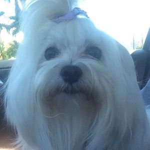 Paradise Pet Salon photo 9