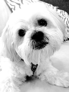 Paradise Pet Salon photo 10