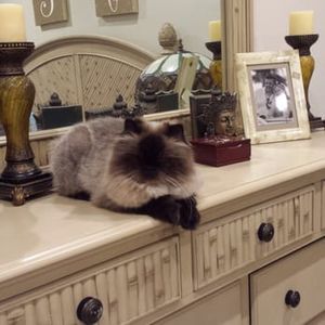 Paradise Pet Salon photo 11