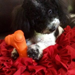 Paradise Pet Salon photo 12