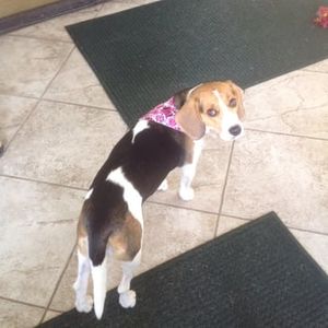 Paradise Pet Salon photo 13