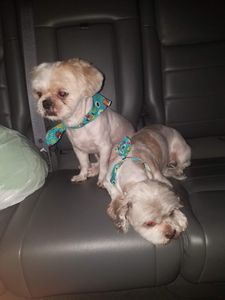 Paradise Pet Salon photo 16