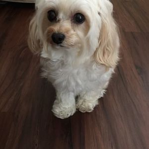 Paradise Pet Salon photo 17