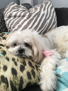 Paradise Pet Salon photo 20